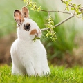 058131 Kaninchen