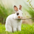 058142 Kaninchen