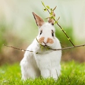 058144 Kaninchen