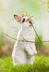 058146 Kaninchen