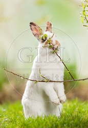 058147 Kaninchen