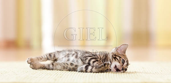 058416 Bengalkaetzchen