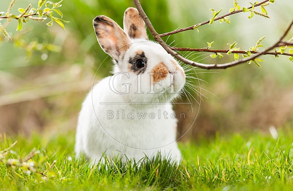 058556 Zwergkaninchen