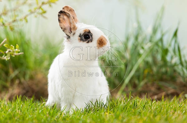 058557 Zwergkaninchen