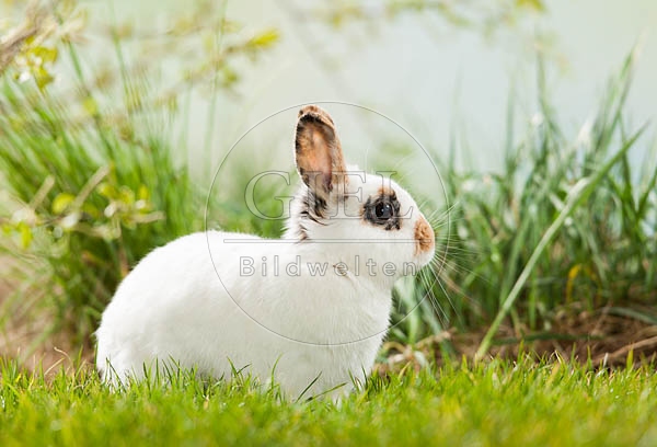 058558 Zwergkaninchen