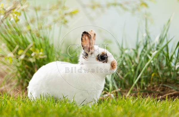 058559 Zwergkaninchen
