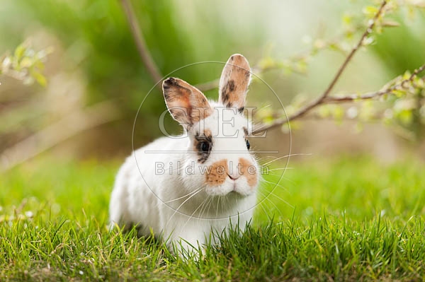 058560 Zwergkaninchen
