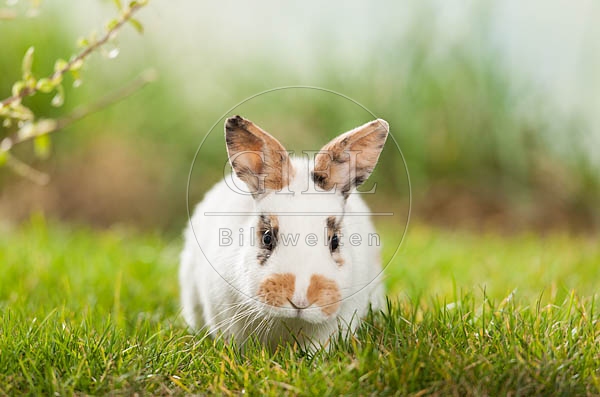 058561 Zwergkaninchen