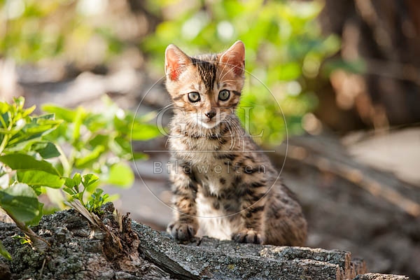 059036 Bengalkaetzchen