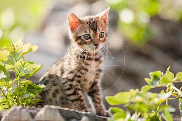 059038 Bengalkaetzchen