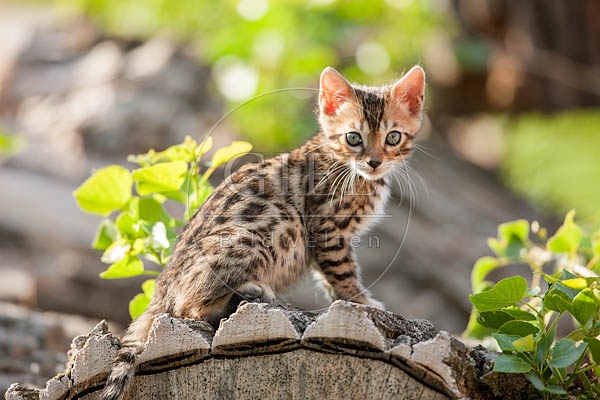 059041 Bengalkaetzchen