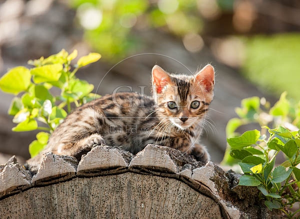 059044 Bengalkaetzchen