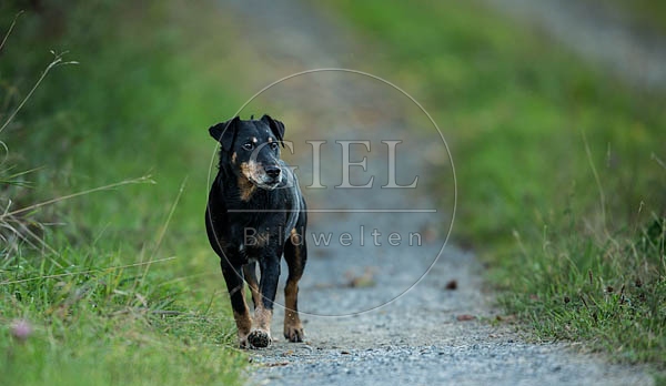 060145 Deutscher Jagdterrier