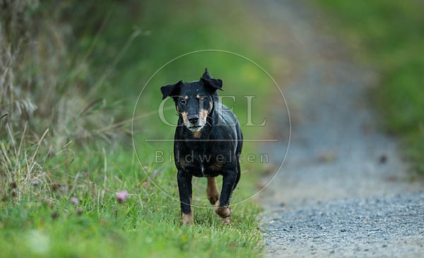 060146 Deutscher Jagdterrier