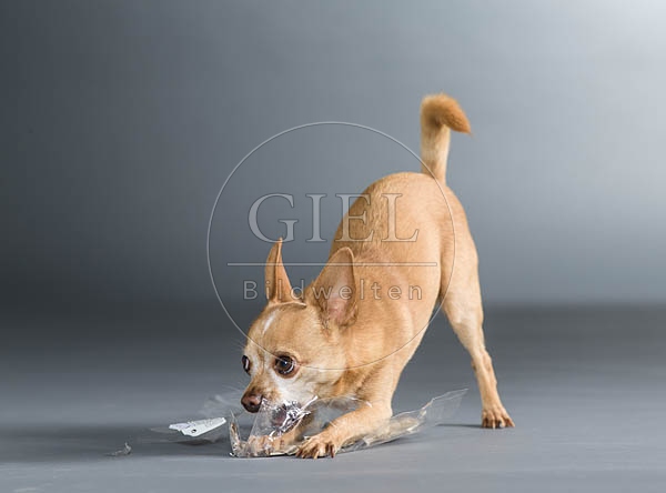 061400 Chihuahua