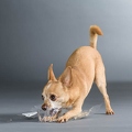 061400 Chihuahua