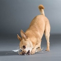 061401 Chihuahua