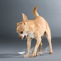 061402 Chihuahua