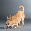 061403 Chihuahua