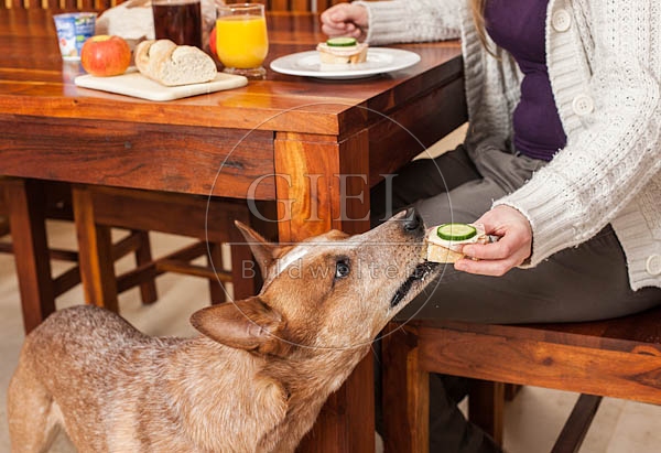 062272 Australian Cattle Dog wird vom Tisch gefuettert