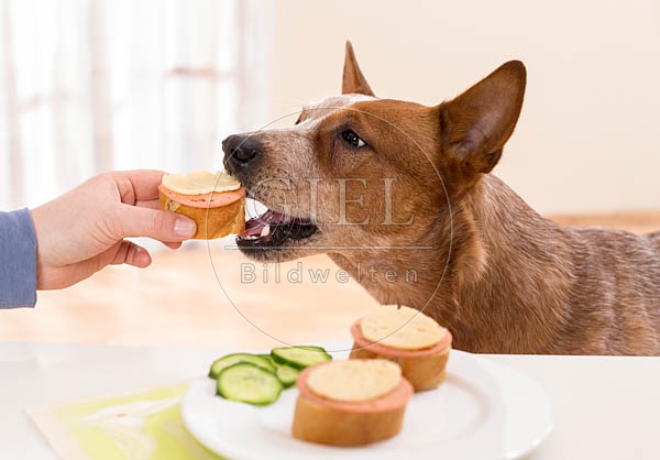 062452 Australian Cattle Dog wird vom Tisch gefuettert