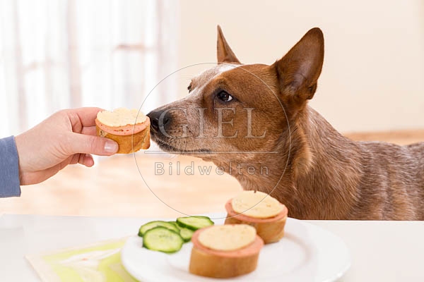 062453 Australian Cattle Dog wird vom Tisch gefuettert