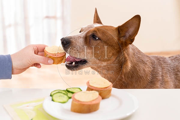 062454 Australian Cattle Dog wird vom Tisch gefuettert