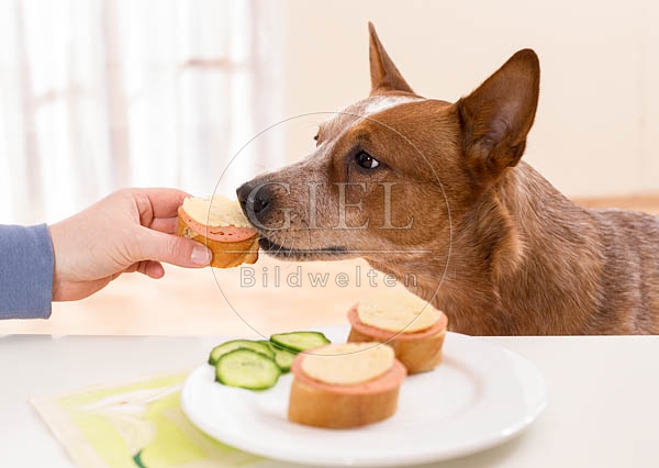 062455 Australian Cattle Dog wird vom Tisch gefuettert