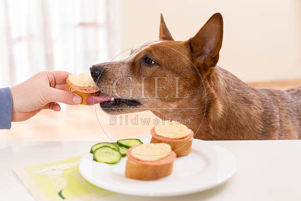 062456 Australian Cattle Dog wird vom Tisch gefuettert