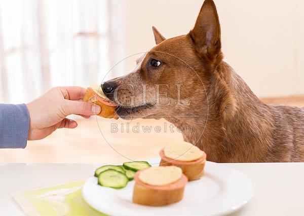 062457 Australian Cattle Dog wird vom Tisch gefuettert