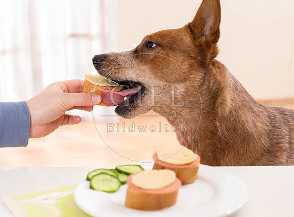 062458 Australian Cattle Dog wird vom Tisch gefuettert