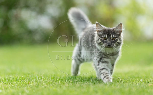 064526 junge Norwegische Waldkatze