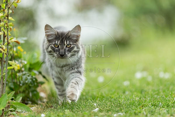 064530 junge Norwegische Waldkatze