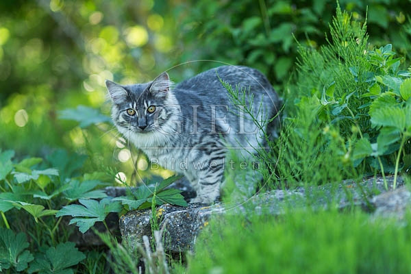 065111 junge Norwegische Waldkatze