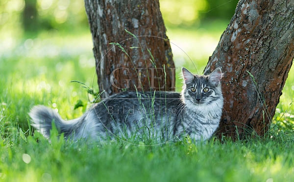 065115 junge Norwegische Waldkatze