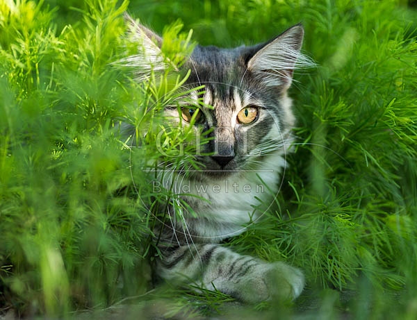 065122 junge Norwegische Waldkatze