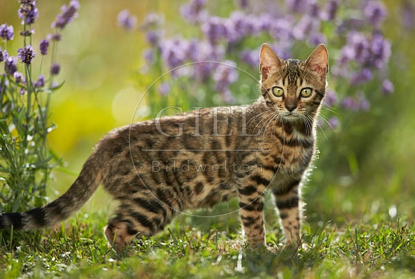 066800 junge Bengalkatze