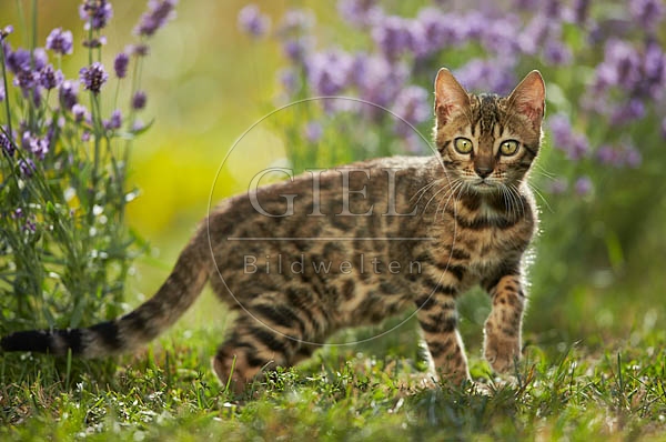 066802 junge Bengalkatze