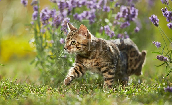 066805 junge Bengalkatze