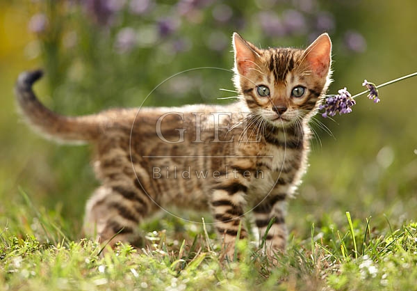 066815 junge Bengalkatze, Kaetzchen