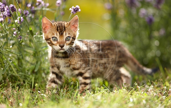 066816 junge Bengalkatze, Kaetzchen