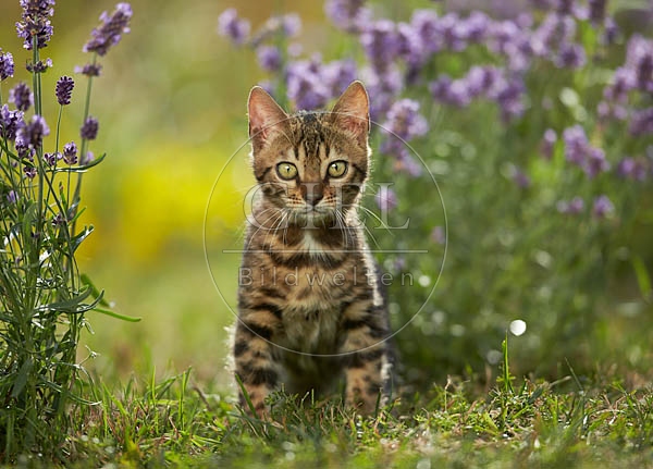 066818 junge Bengalkatze