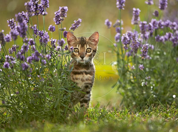 066822 junge Bengalkatze