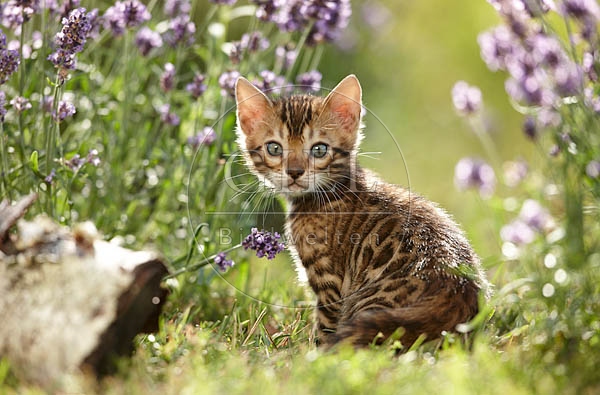 066824 junge Bengalkatze, Kaetzchen