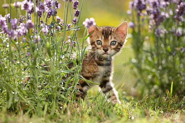 066826 junge Bengalkatze, Kaetzchen