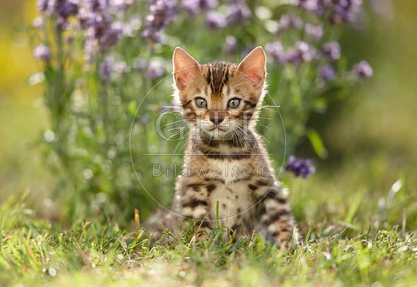 066829 junge Bengalkatze, Kaetzchen