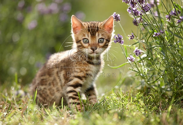 066831 junge Bengalkatze, Kaetzchen