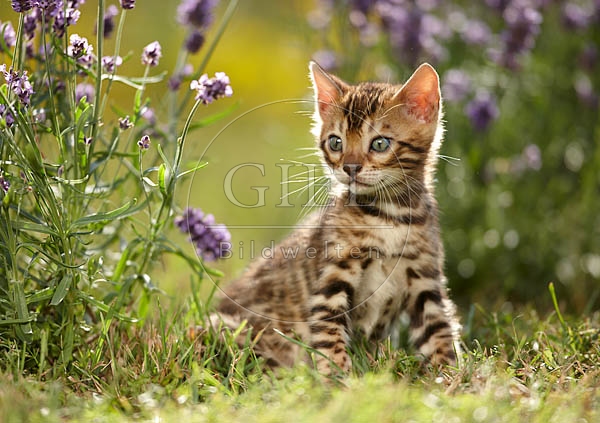 066833 junge Bengalkatze, Kaetzchen