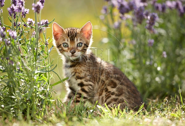 066835 junge Bengalkatze, Kaetzchen