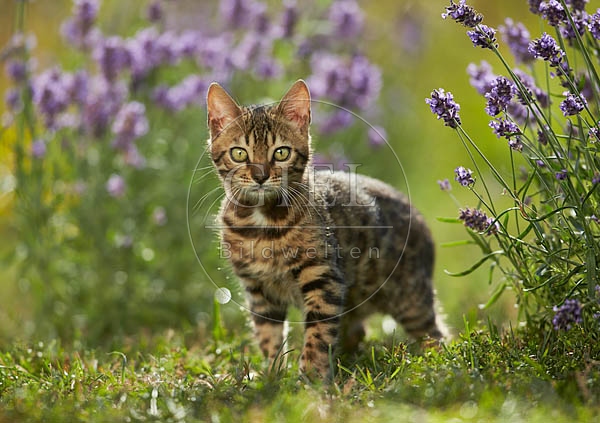 066838 junge Bengalkatze